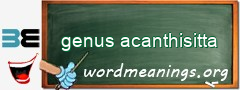 WordMeaning blackboard for genus acanthisitta